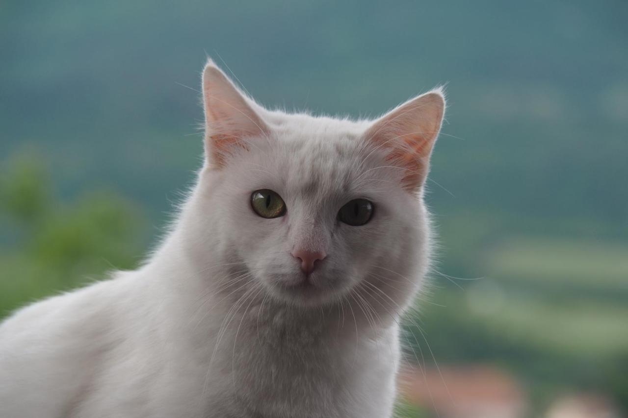 Ferienwohnungen Luggin Caldaro Dış mekan fotoğraf